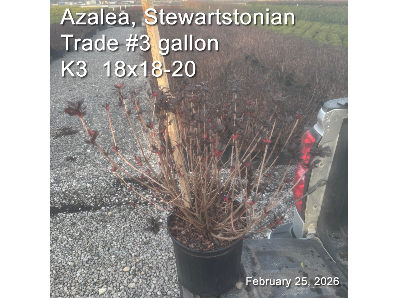 gallery/sws3t k3 feb25A.jpg